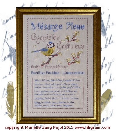 ref F104 – Mésange bleue - Fiche ornithologique